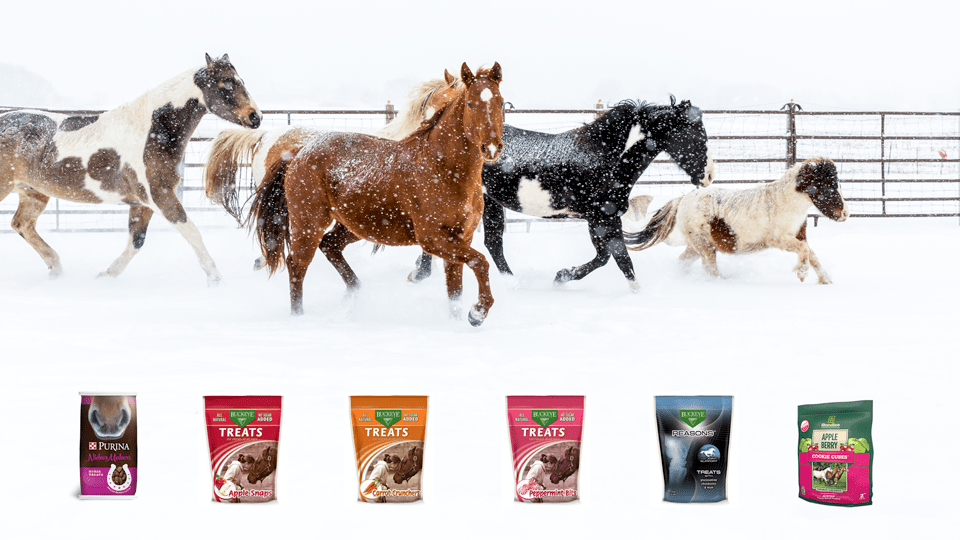 Horses in the snow running for treats